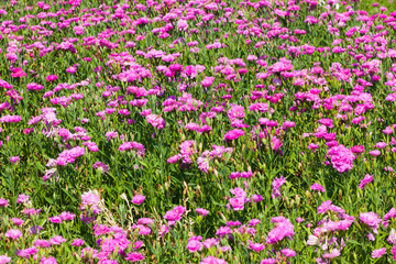 Naklejka premium beautiful flower in garden