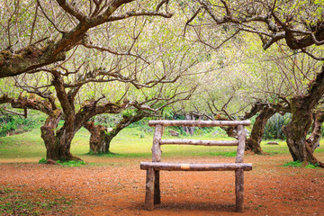 Prunus mume garden