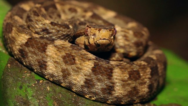 Fer de Lance (Bothrops atrox) in the rainforest, Ecuador