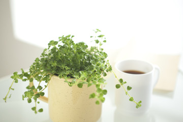 観葉植物とコーヒーカップ