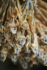 herbal medicine