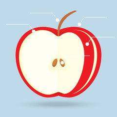 apple slices structure diagram isolated on background