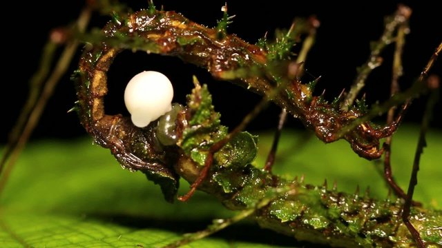 Spiny moss-mimicking stick insect (Acanthoclonia sp.) mating