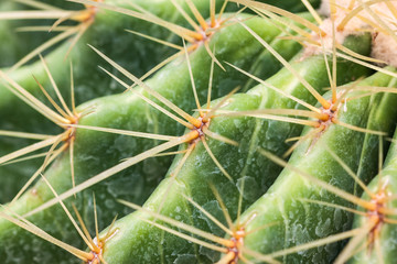 the cactus in dry area