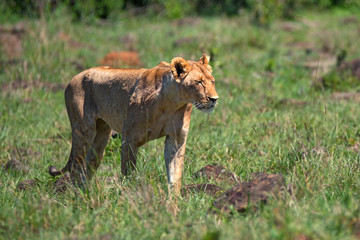 Lioness