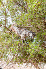 The Morocco Goat feeding in a tree