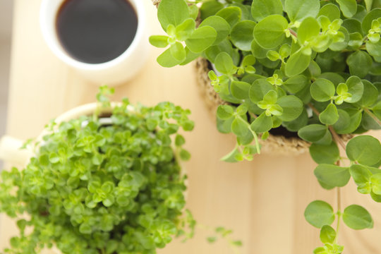 観葉植物とコーヒーカップ