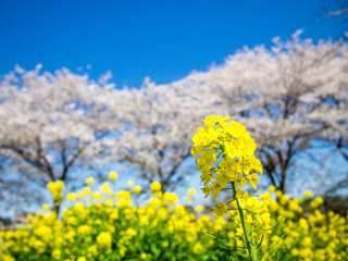 Fototapeta premium OLYMPUS DIGITAL CAMERA