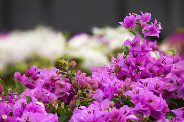 Obraz premium white and pink bougainvillea