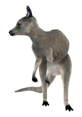 Eastern Grey Kangaroo