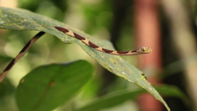 Common blunt-headed tree snake (Imantodes cenchoa)