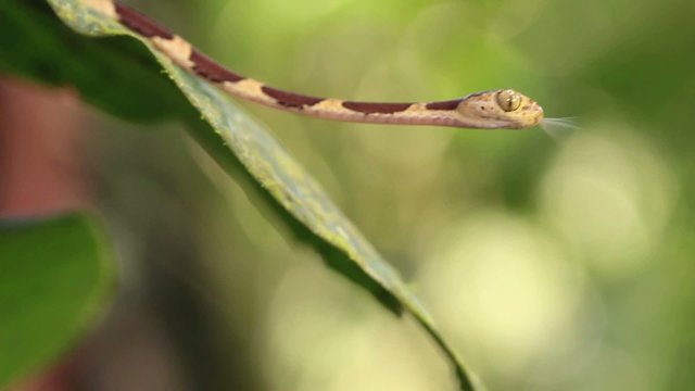 Common blunt-headed tree snake (Imantodes cenchoa)