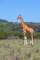 giraffe on a background of grass