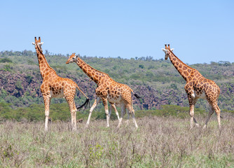 Giraffes herd in savannah