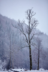 Winter landscape with isolated tree