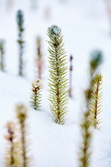 Frozen baby fir