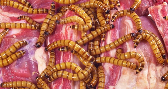 Wormy spoiled beef steak, ugly unhealthy food concept 