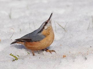 wood nuthatch (Sitta europaea) checking the sky for predators