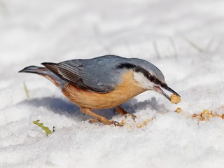 wood nuthatch (Sitta europaea) on snow
