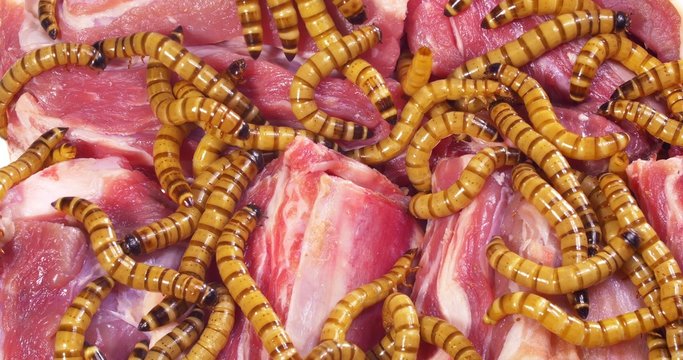 Wormy spoiled beef steak, ugly unhealthy food concept 