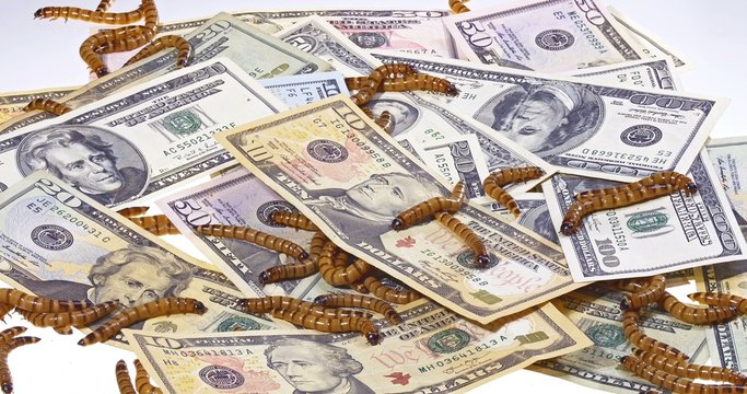 Economic crisis concept with money and worms (closeup background