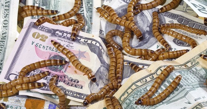 Big ugly worms crawling over dollars banknotes background, econo