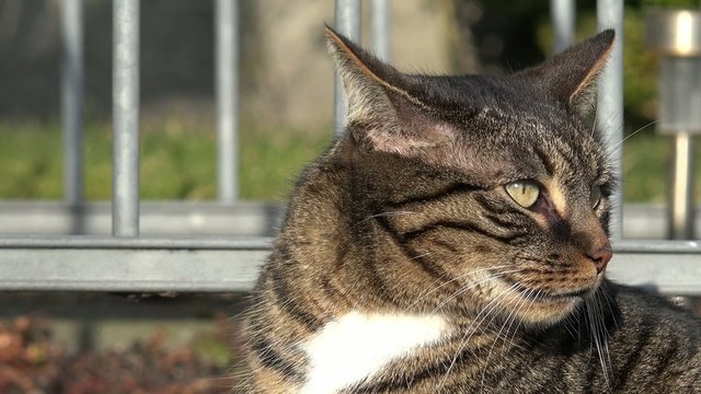 Grau getigerter Kopf von der Katze