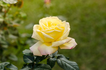 beautiful yellow rose in a garden
