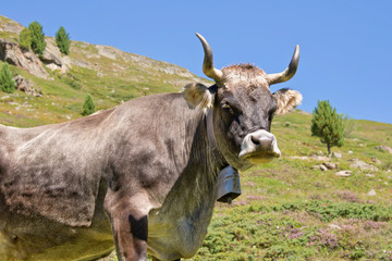 Tyrolese grey cow in an alpine pasture, Tyrol, Austria