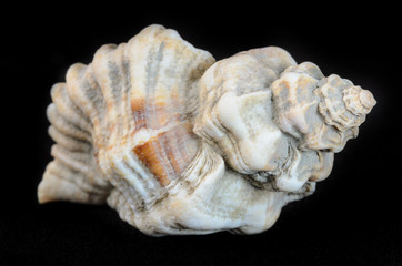 Sea shell isolated on black
