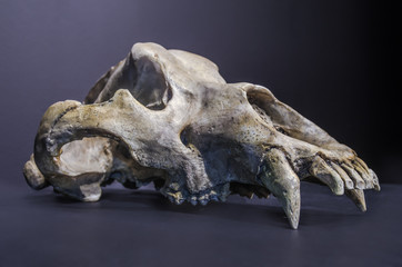 Prehistoric black cave bear skull