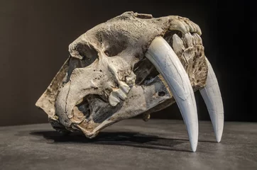 Tableaux ronds sur aluminium brossé Tigre Saber tooth tiger skull