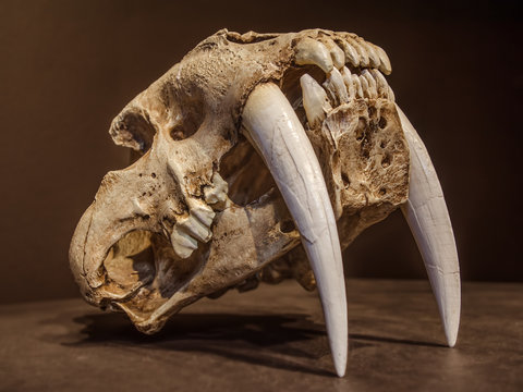 Fototapeta Saber tooth tiger skull