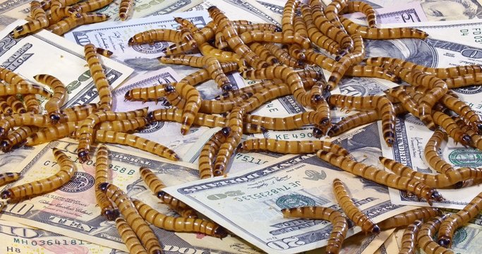 Economic crisis concept with money and worms (closeup background