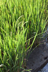 Green rice with fertile soil.

