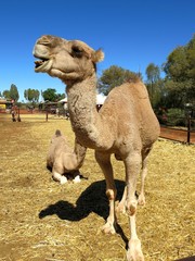 camel at ayers rock, Australia