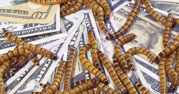 Economic crisis concept with money and worms (closeup background