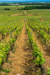 Fototapeta na wymiar viticulteur dans les vignes