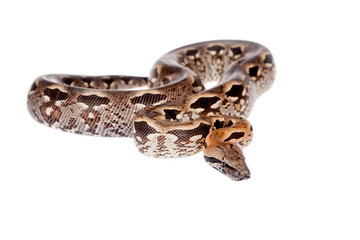 Madagascar or Malagasy ground boa on white
