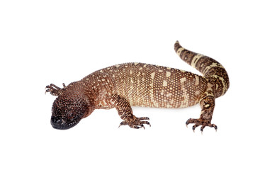 Venomous Beaded lizard isolated on white