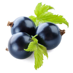 Black currant with leaves isolated on white