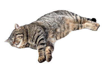 Gray striped cat sleeping on a white background. Isolated.