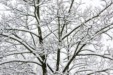 clouseup of snowy tree branches