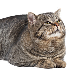 Gray striped cat lies on a white background and looking 