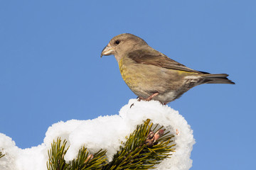 Fichtenkreuzschnabel