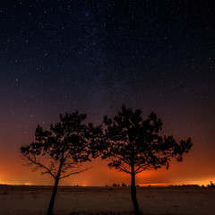 Fototapeta na wymiar Two trees are growing together on the background of the starry sky