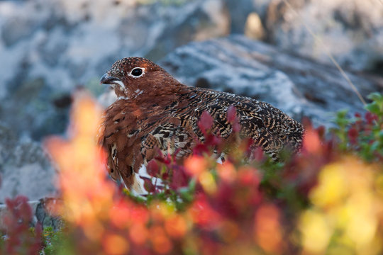 Moorschneehuhn