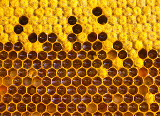 Honey, nectar and pollen