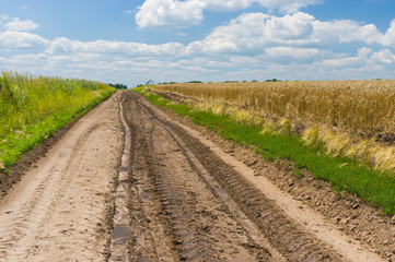 Fototapeta na wymiar Classic Ukrainian landscape with corn fields and road