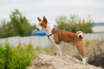 Outdoor portrait of Basenji dog